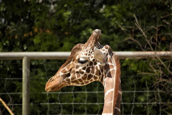 Girafe Réticulée Gros Plan — Photo