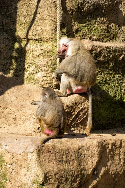 Encerramento Animais Jardim Zoológico — Fotografia de Stock