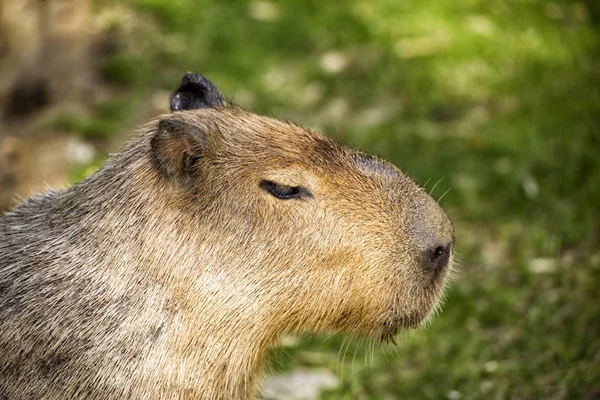 Capybara Zelené Louce — Stock fotografie