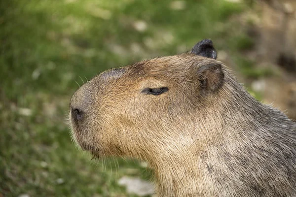 Capybara Zelené Louce — Stock fotografie