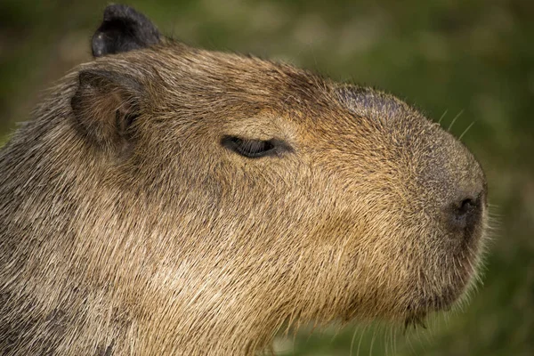 Capybara Zelené Louce — Stock fotografie