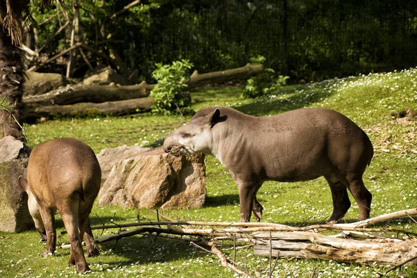 Flachlandtapir Auf Einer Grünen Wiese — Stockfoto