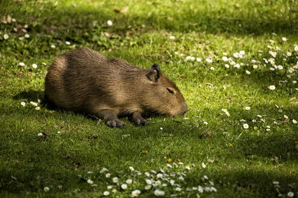 Capybara Zielonej Łące — Zdjęcie stockowe