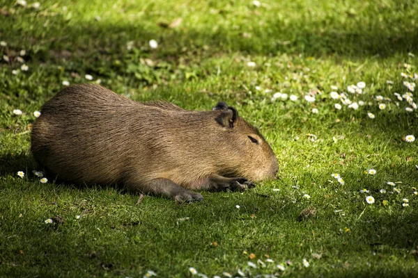 Capybara Zelené Louce — Stock fotografie