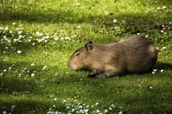 Capybara Zelené Louce — Stock fotografie