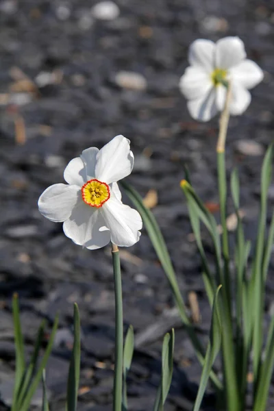 Narcissus Bright Yellow Flowers — Stock Photo, Image