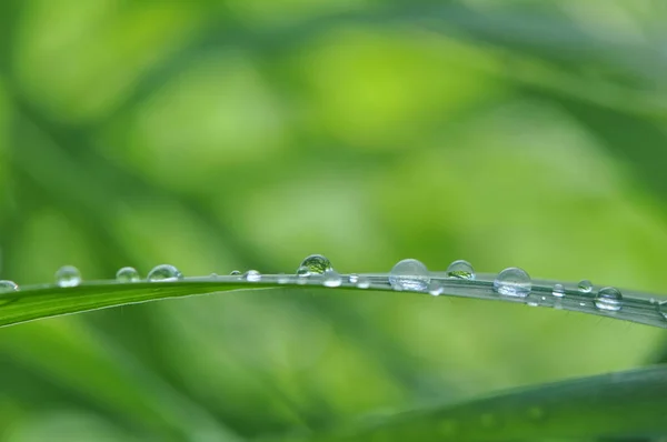 Liście Mokre Liście Zielonej Trawy Kroplami Deszczu — Zdjęcie stockowe