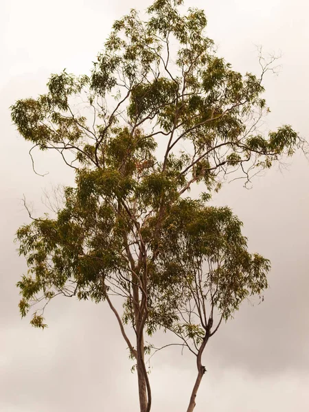 Australian Gum Tree Pano Fundo Para Fundo — Fotografia de Stock