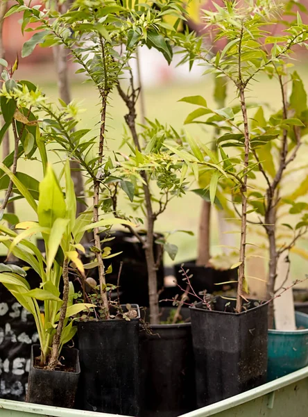 Plantes Pépinière Indigènes Australiennes Tubestock Rainforest — Photo