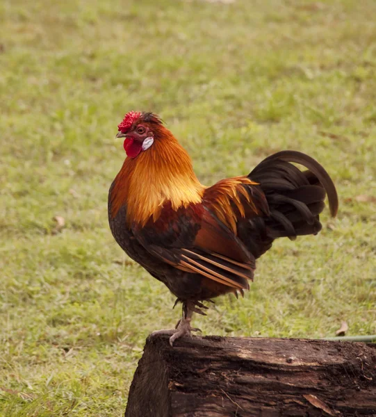 Färgglada Frigående Husdjur Bantam Tupp Med Grönt Gräs Bakgrund — Stockfoto