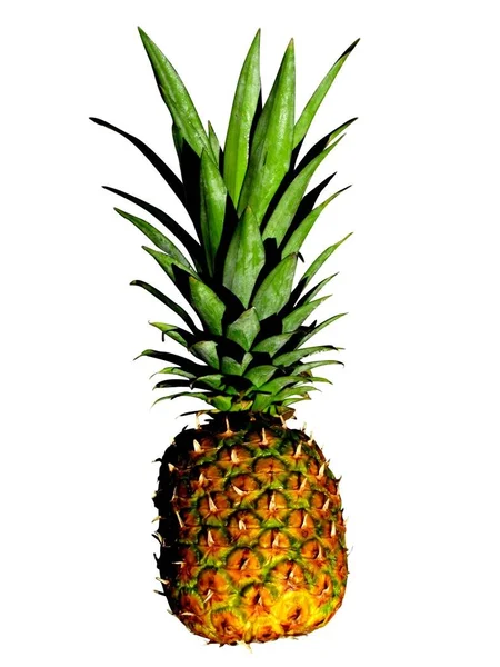 Frisk Ananas Fruktplante – stockfoto