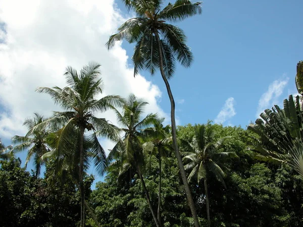 Landscape Seychelles Seychelles — Stock Photo, Image