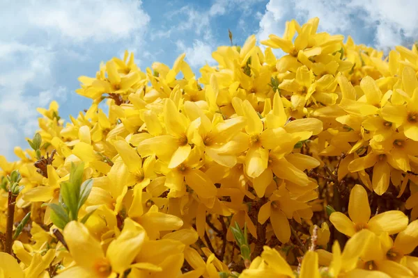 Forthysie Florissante Printemps Contre Ciel Bleu Avec Des Nuages — Photo