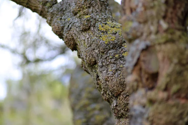 Lichen Sur Écorce Vieil Arbre Près Dans Parc — Photo