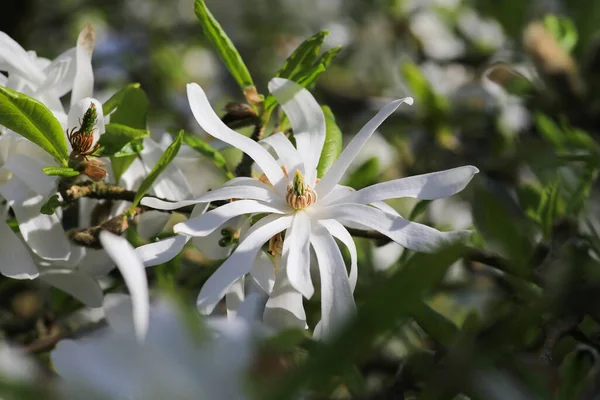 Magnolia Royal Star Con Doble Flor Blanca Como Nieve — Foto de Stock
