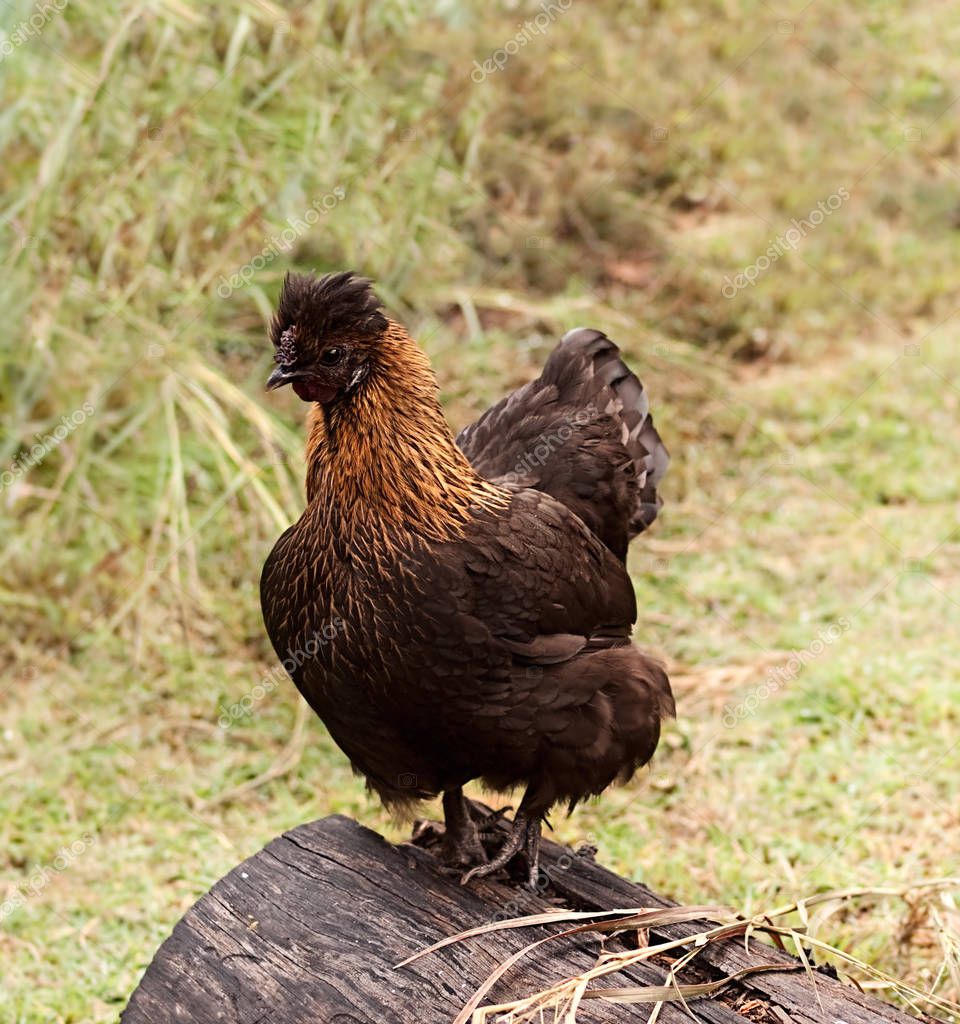 Pollos orgánicos de gallina bantam pequeña capa de huevo libre de la