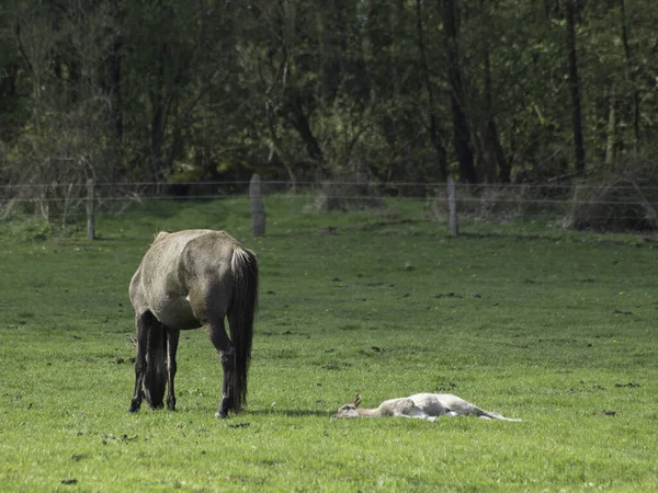 Horses Outdoors Daytime — Stock Photo, Image