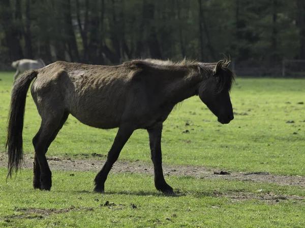 Pferde Tagsüber Freien — Stockfoto