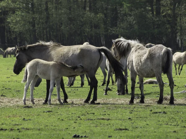 Caballos Aire Libre Durante Día —  Fotos de Stock