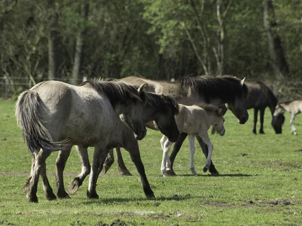 Caballos Aire Libre Durante Día —  Fotos de Stock