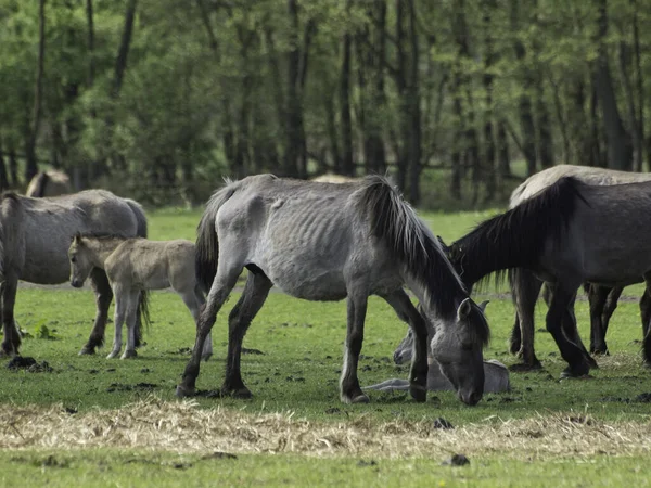 Cheval Mignon Prise Vue Plein Air Jour — Photo