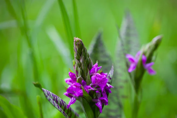 Cênica Bela Flor Orquídea Colorida — Fotografia de Stock