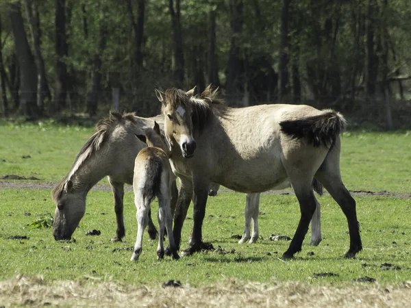 Caballos Aire Libre Durante Día — Foto de Stock