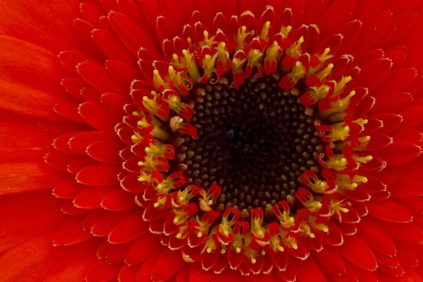 Arka Planda Gerbera Çiçeğinin Yakın Çekimi — Stok fotoğraf