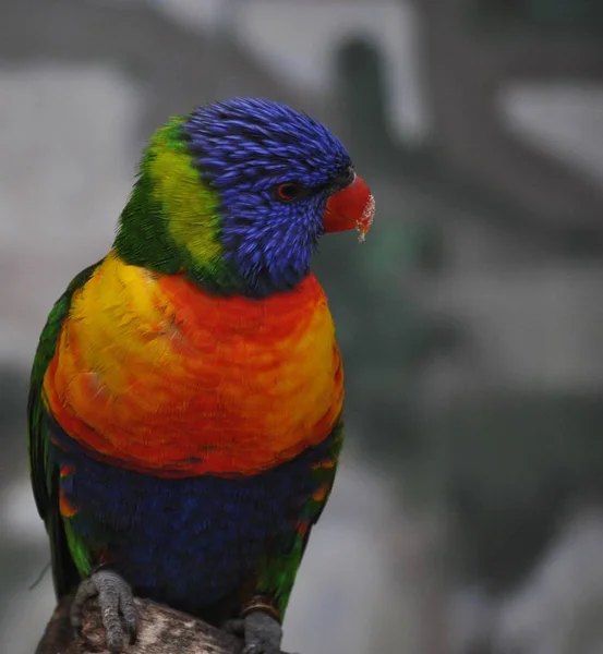 Schilderachtig Uitzicht Prachtige Parkiet Vogel Natuur — Stockfoto