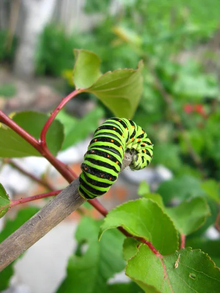 Image Caterpillar Butterfly Machaon Stick — Stock Photo, Image