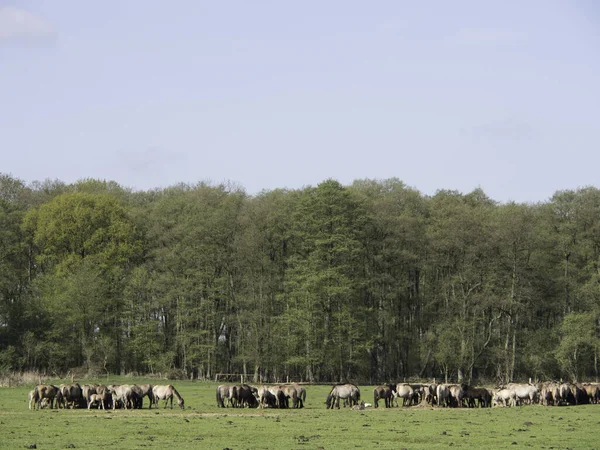 Divoké Koně Přírodě Divoké Koně — Stock fotografie