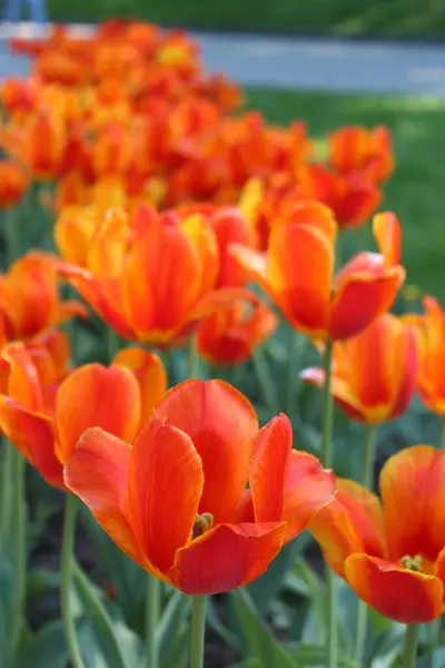 Bild Orange Tulpaner Blomman Säng — Stockfoto