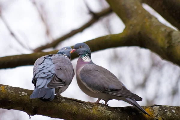 Pombas Fazendo Amor Durante Temporada Acasalamento — Fotografia de Stock