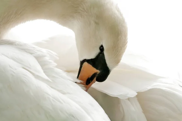 Mute Swan Preening — стоковое фото