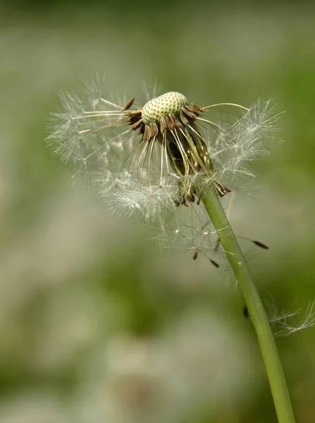 自然界における昆虫の密接な眺め — ストック写真