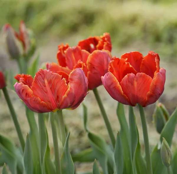 Красочные Цветы Тюльпана Крупным Планом — стоковое фото