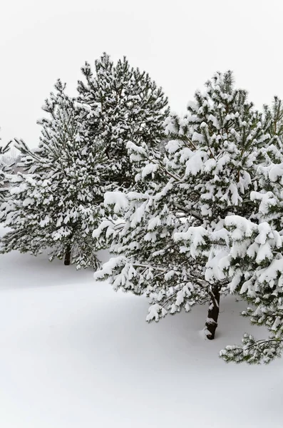 Winter Fir Trees Covered Deep Snow — Stock Photo, Image