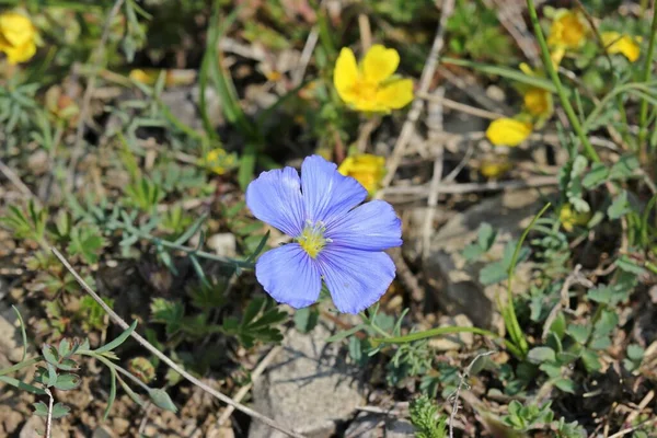 Linhaça Lothringer Linum Leonii — Fotografia de Stock