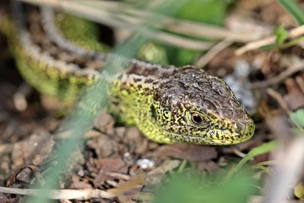 Samec Písku Ještěrka Úkrytu — Stock fotografie