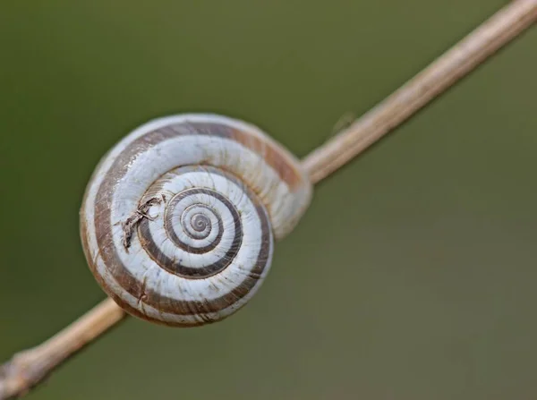 Helix Schneckenmollusk Muscheltier — Stockfoto