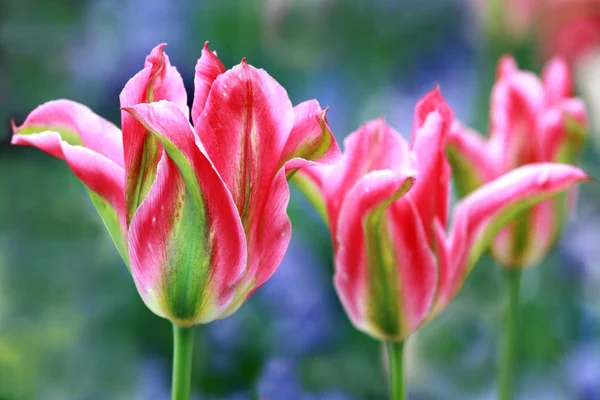 Тюльпаны Розовые Зеленые — стоковое фото