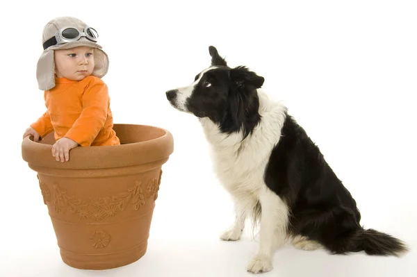 Portrait Cute Dog — Stock Photo, Image