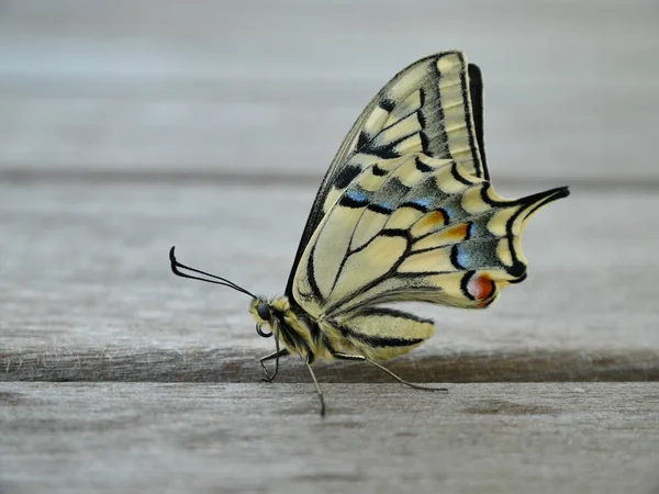 Kelebek Kırlangıç Kuyruğunun Yukarısında — Stok fotoğraf