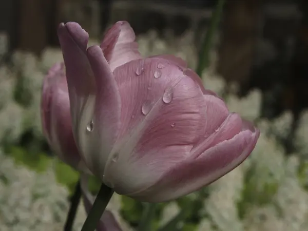 Квітучі Весняні Тюльпани Квіти — стокове фото