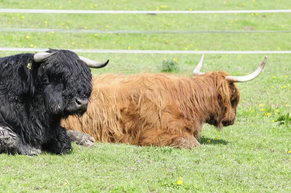 Animal Granja Enfoque Selectivo — Foto de Stock