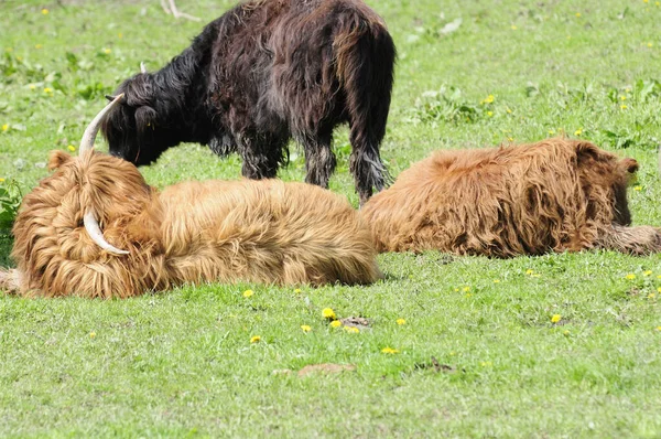 Skót Felföldi Szarvasmarha Állatok Vadon Élő Állatok — Stock Fotó