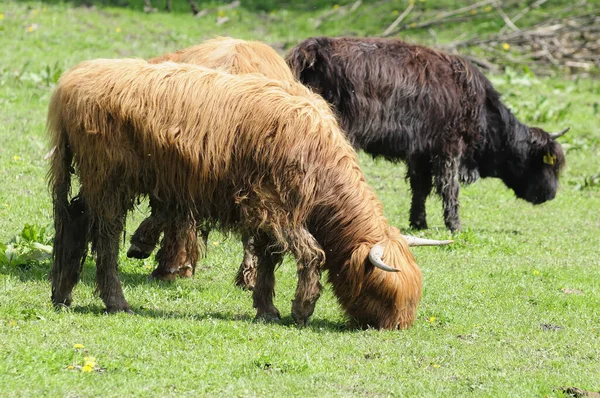 Höglandet Nötkreatur Djur — Stockfoto