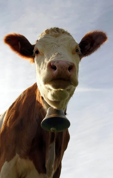 Domestic cattle on a pasture