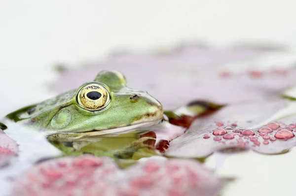 Pelophylax Esculentus Pond Frog — стоковое фото