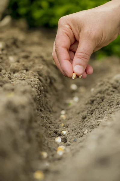 Potager Planter Des Graines Jardin — Stock Photo, Image